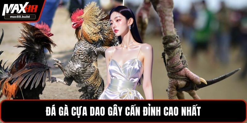 Đá gà cựa dao gây cấn đỉnh cao nhất