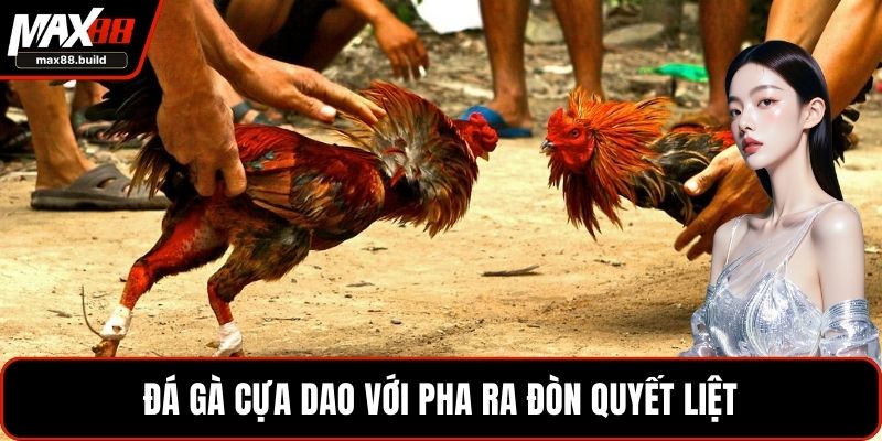 Đá gà cựa dao với pha ra đòn quyết liệt