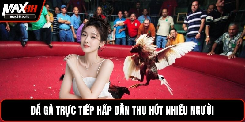 Đá gà trực tiếp hấp dẫn thu hút nhiều người