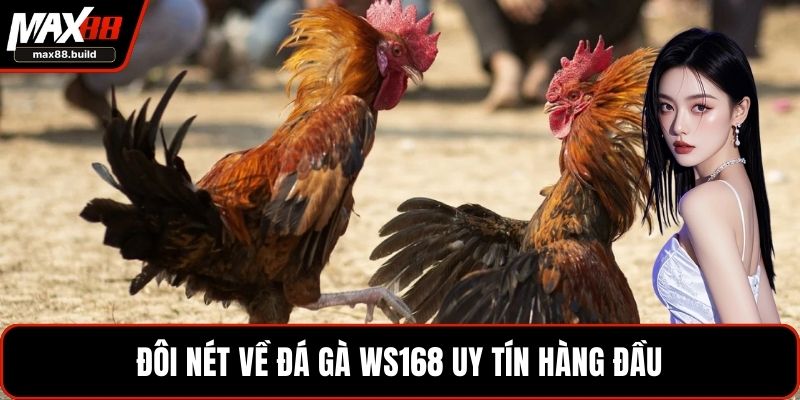 Đôi nét về đá gà WS168 uy tín hàng đầu