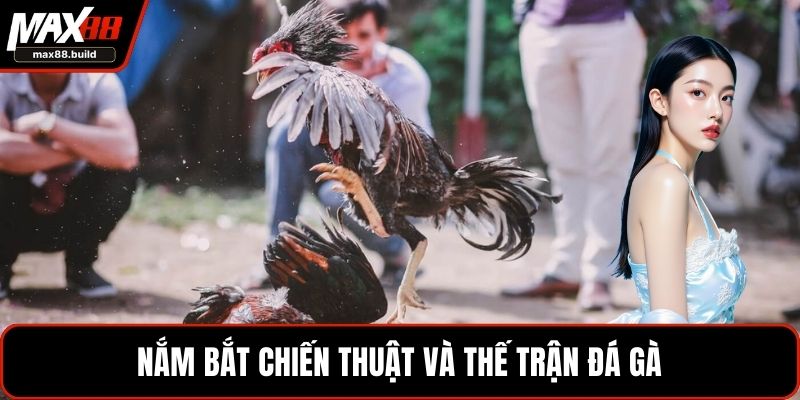 Nắm bắt chiến thuật và thế trận đá gà