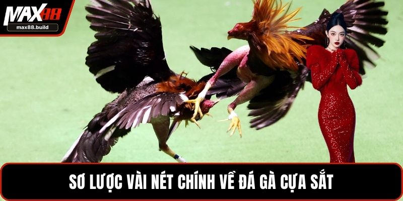 Sơ lược vài nét chính về đá gà cựa sắt