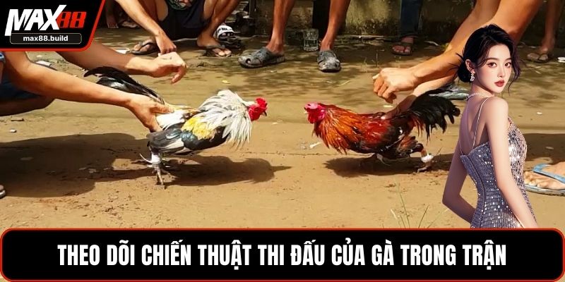 Theo dõi chiến thuật thi đấu của gà trong trận