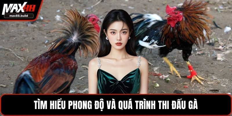 Tìm hiểu phong độ và quá trình thi đấu gà