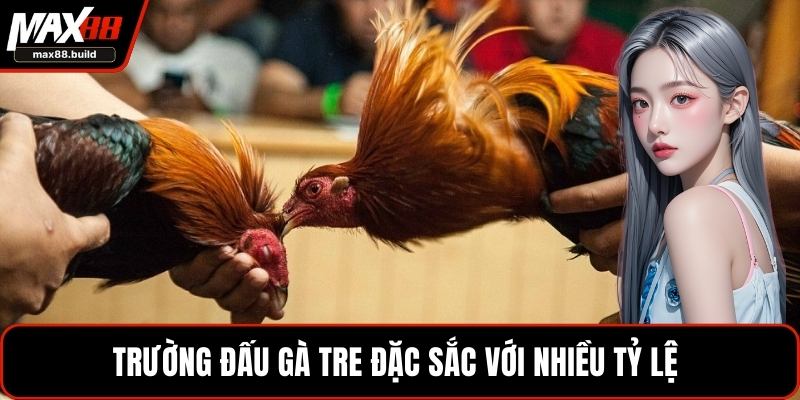 Trường đấu gà tre đặc sắc với nhiều tỷ lệ 